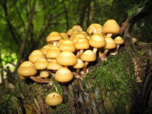 Mushroom